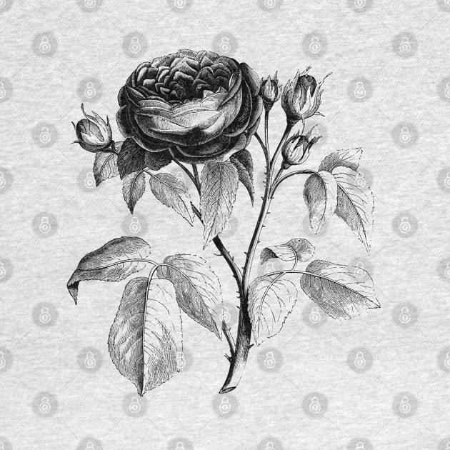 Black Rose Flower Vintage Botanical Illustration by Biophilia